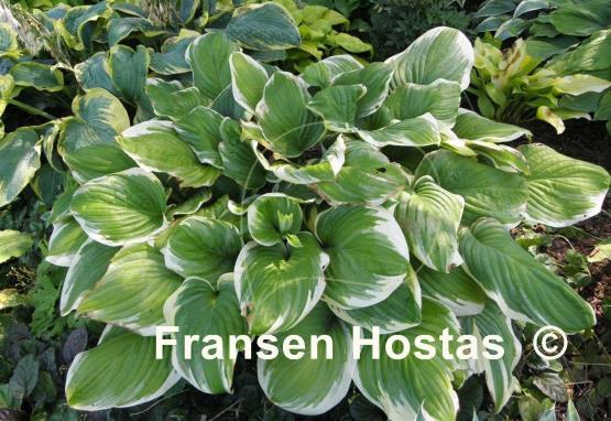 Hosta Fragrant King