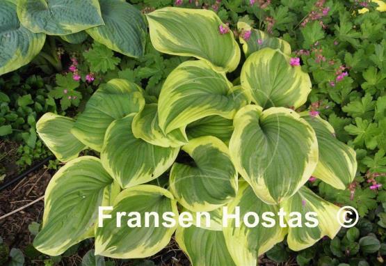 Hosta Fragrant King