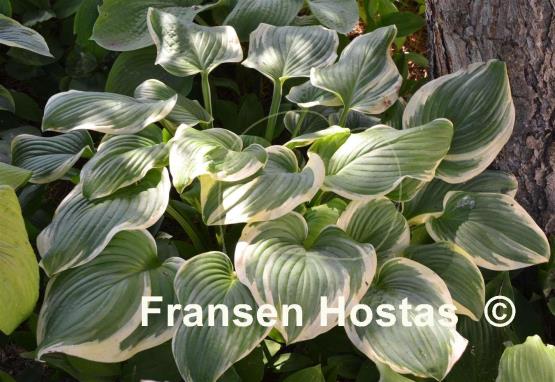 Hosta Fragrant King