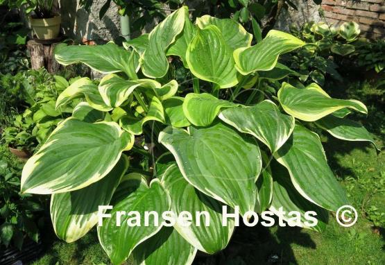 Hosta Fragrant King