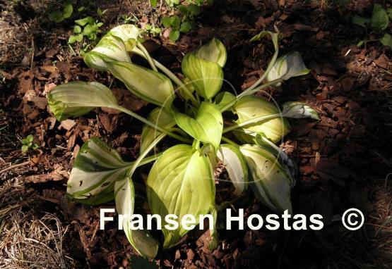 Hosta Fragrant Light