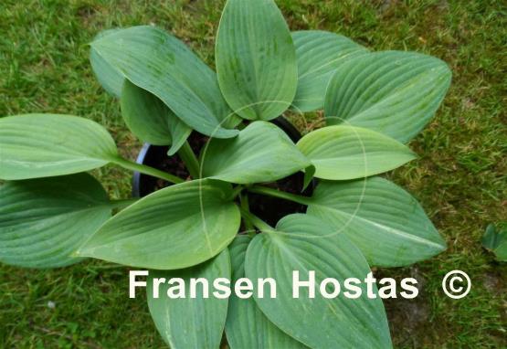 Hosta Fragrant Mist