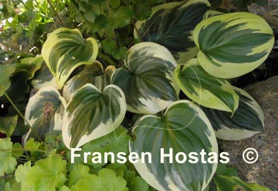 Hosta Fragrant Queen
