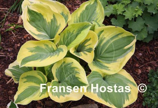 Hosta Fragrant Queen