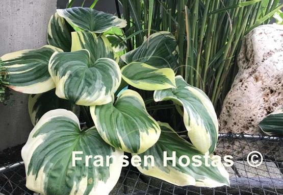 Hosta Fragrant Queen