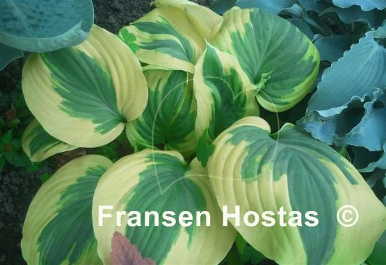 Hosta Fragrant Queen