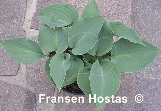 Hosta Fragrant Star
