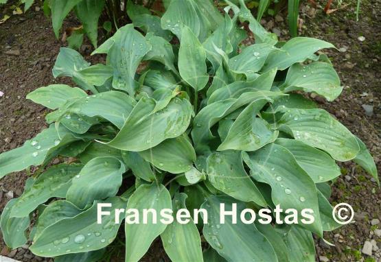 Hosta Fragrant Star