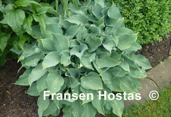 Hosta Fragrant Star