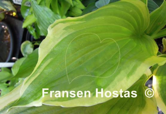 Hosta Fragrant Surprise