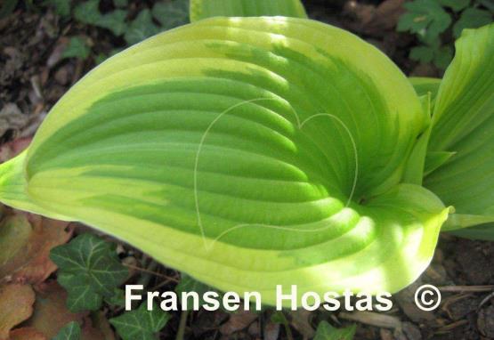 Hosta Fragrant Surprise