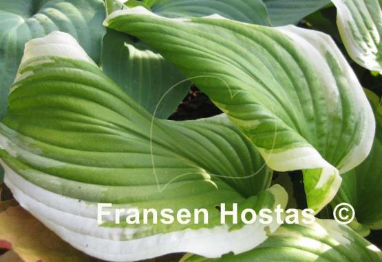 Hosta Fragrant Surprise