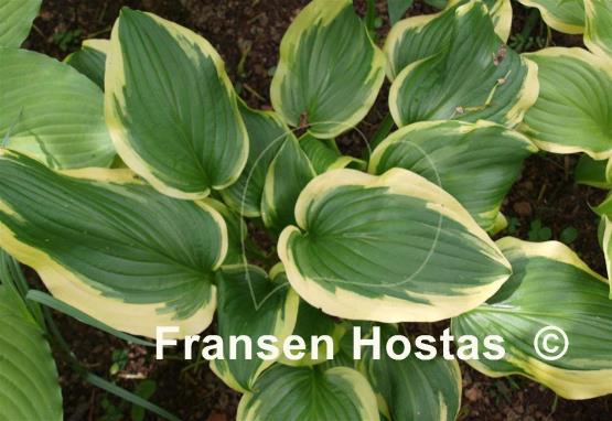 Hosta Fragrant Surprise