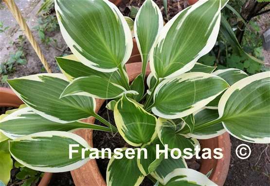 Hosta Framed