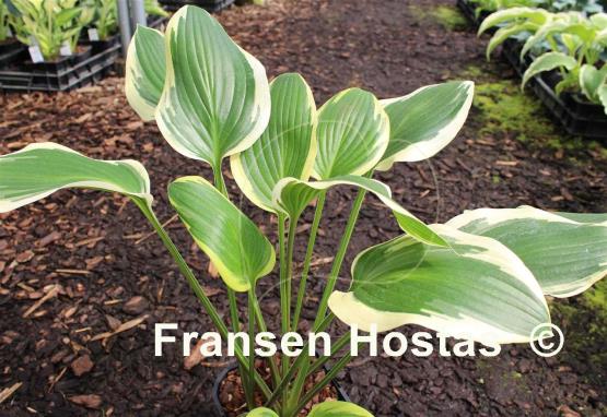 Hosta Framed