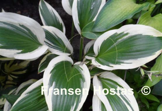 Hosta Framed