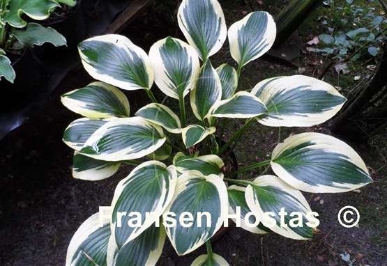 Hosta Framed