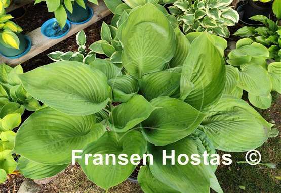 Hosta Fran Godfrey