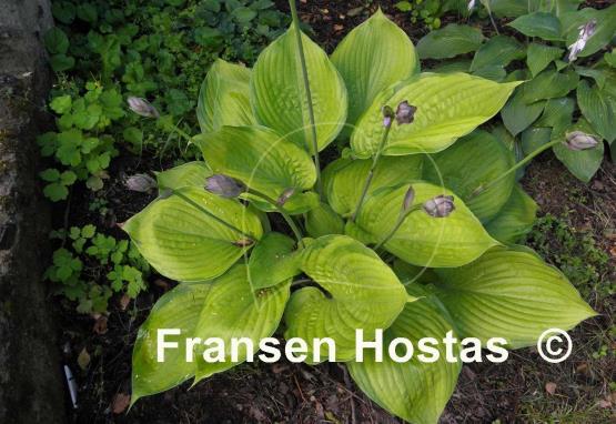 Hosta Fran Godfrey