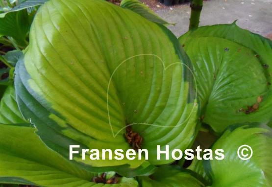 Hosta Fran Godfrey