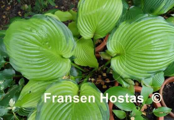 Hosta Fran Godfrey