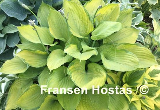 Hosta Fran Godfrey