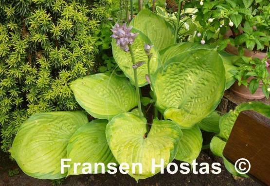 Hosta Fran Godfrey