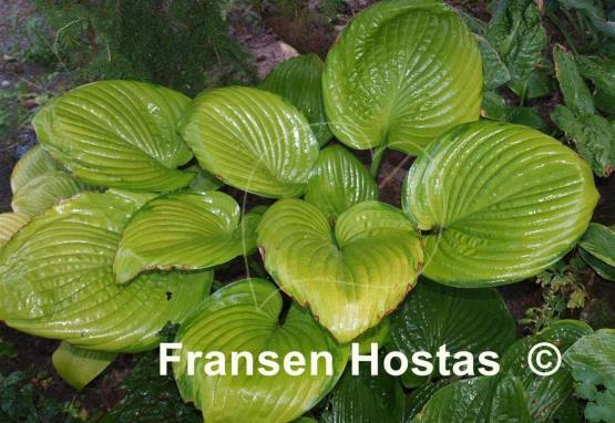 Hosta Fran Godfrey