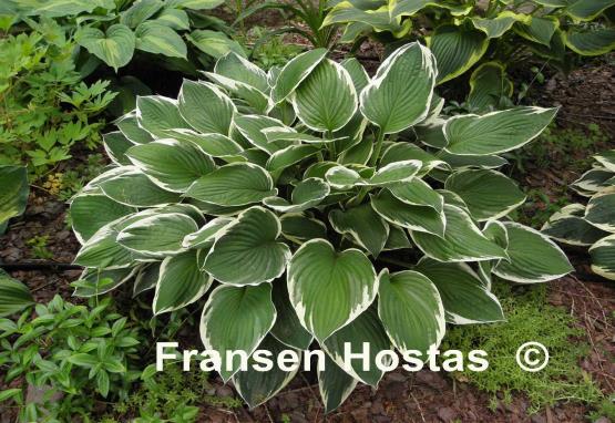 Hosta Francee