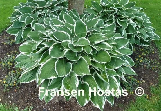 Hosta Francee