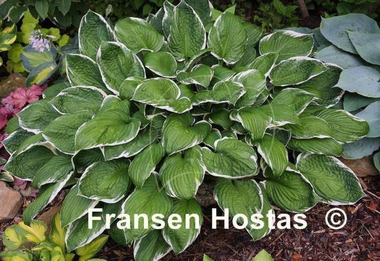 Hosta Francee