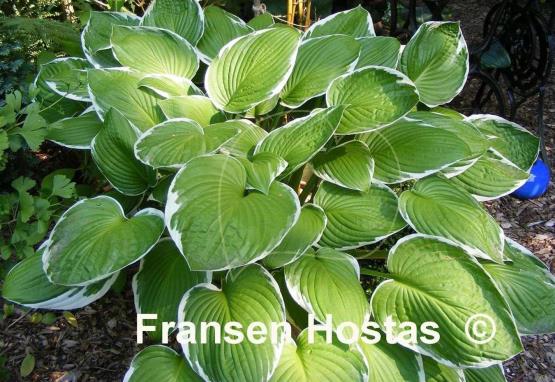Hosta Francee