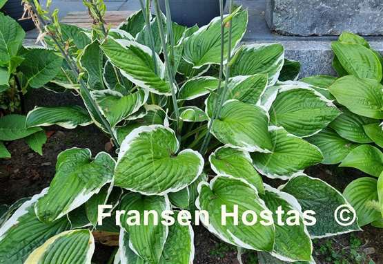 Hosta Francee