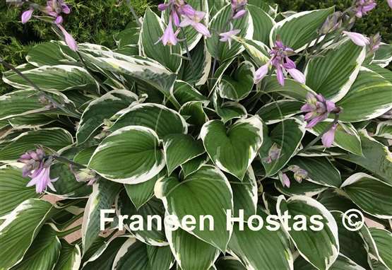 Hosta Francee