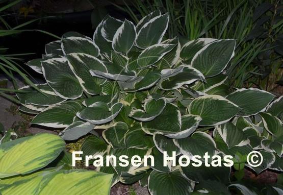 Hosta Francee