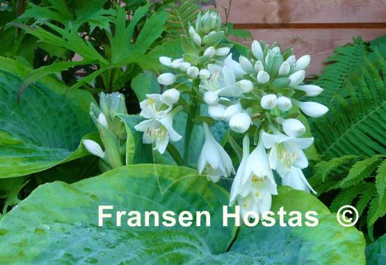 Hosta Frances Williams