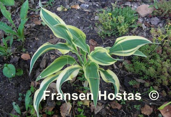 Hosta Francheska