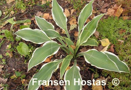 Hosta Francheska