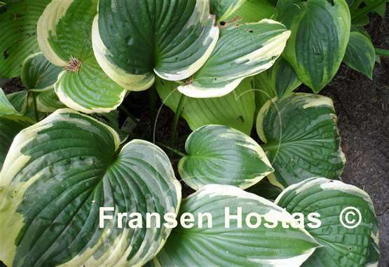 Hosta Frank Fetch