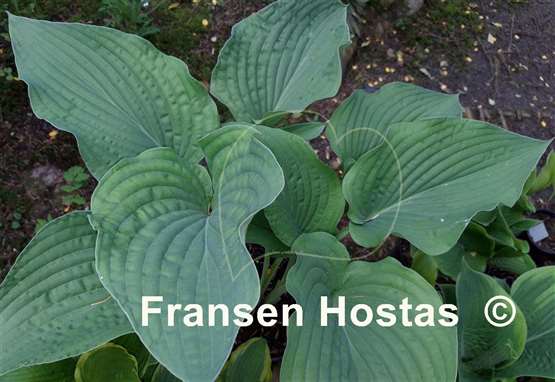 Hosta Frank Lloyd Wright