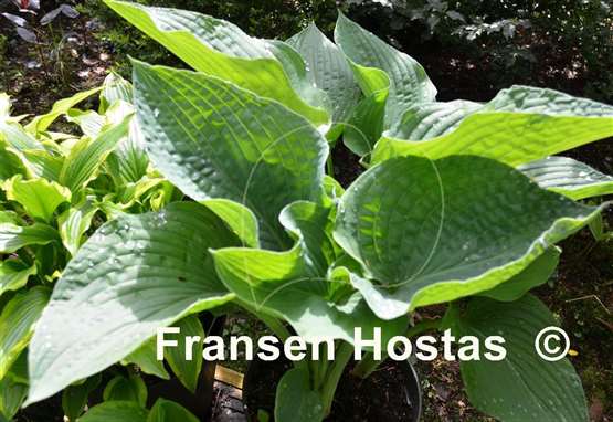 Hosta Frank Lloyd Wright