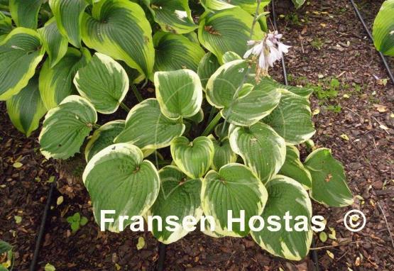 Hosta Frank Fetch