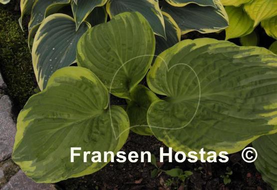Hosta Frank Fetch