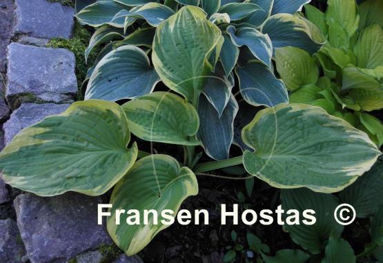 Hosta Frank Fetch