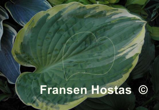 Hosta Frank Fetch