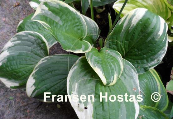 Hosta Frank Fetch