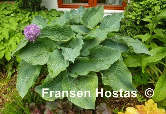 Hosta Frank Lloyd Wright