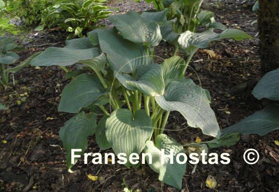 Hosta Frank Lloyd Wright