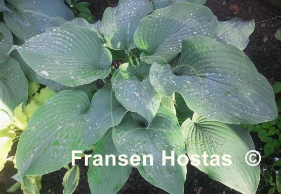 Hosta Frank Lloyd Wright