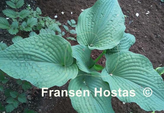 Hosta Frank Lloyd Wright